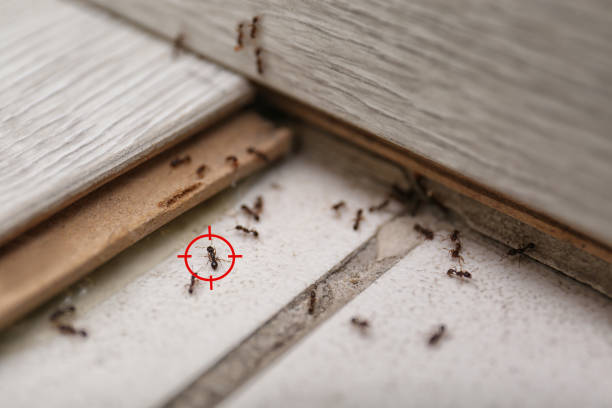 Wasp Removal Services in Mountain Green, UT