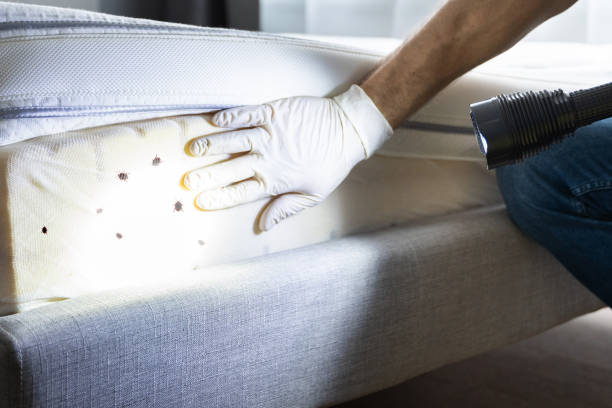 Best Wasp Removal Services  in Mountain Green, UT