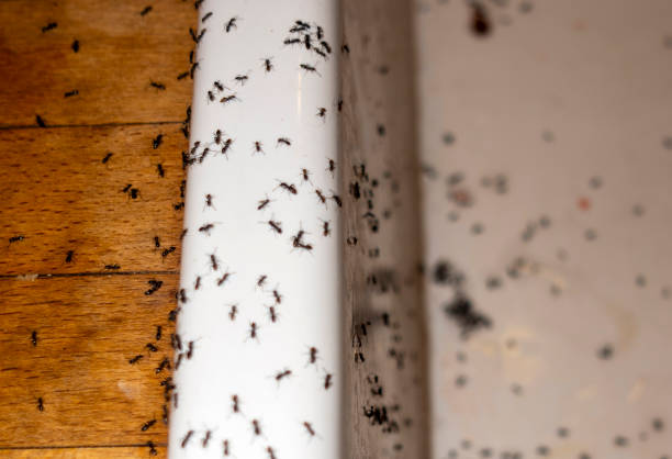 Best Pest Prevention Services  in Mountain Green, UT