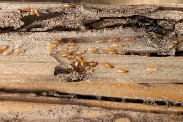 Best Best Pest Control Companies  in Mountain Green, UT