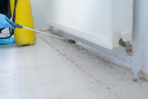 Best Pest Removal Services  in Mountain Green, UT